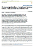 Reclaiming abandoned croplands to adapt wheat production to a warmer world