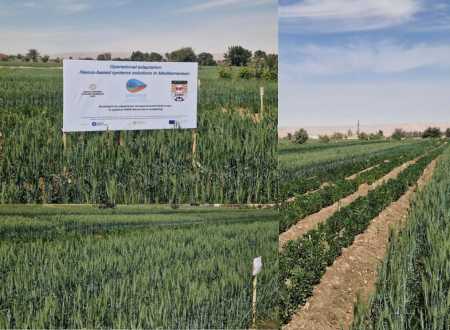 Dionysus Project: Empowering Sustainable Agriculture in Upper Egypt!